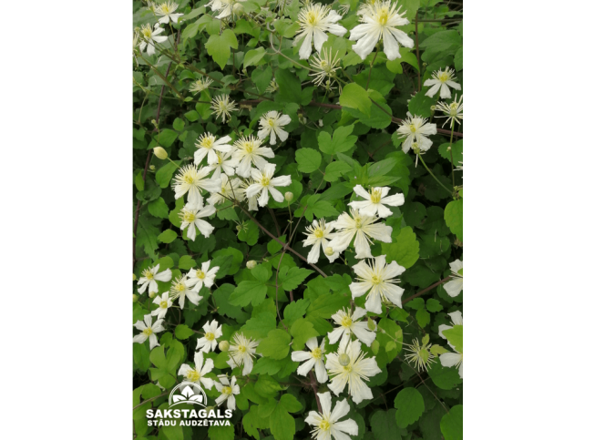 Clematis   'Paul Farges'